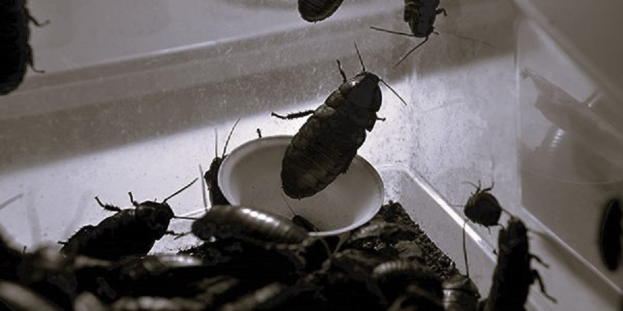 El calor y los insectos – CientíficaMente