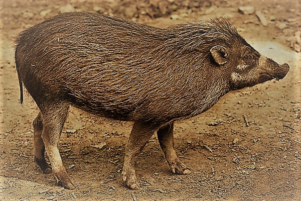 Visayan warty pig (Sus cebifrons).